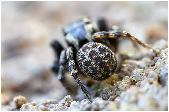 E.  gambosa