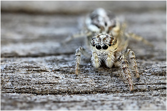 P.  encarpatus