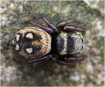 H.  apiatus
