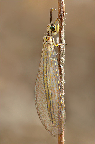 Myrmecaelurus trigrammus