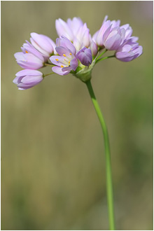 Allium roseum