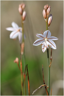 Asphodelus fistulosus