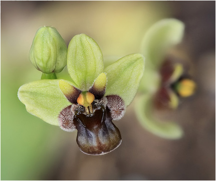 Ophrys bombyliflora