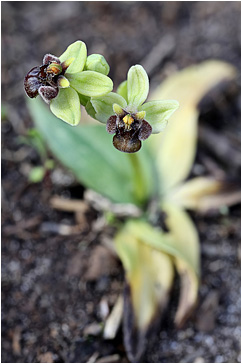 Ophrys bombyliflora