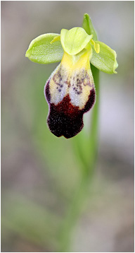 Ophrys forestieri