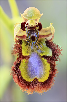 Ophrys speculum