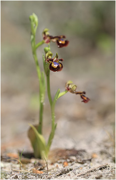 Ophrys speculum