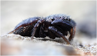 2014_Puettberge/Sibianor_tantulus102b