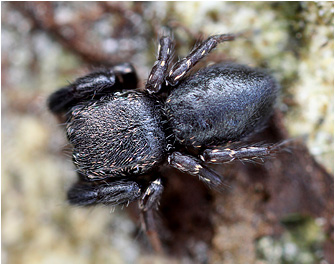 2014_Puettberge/Sibianor_tantulus102c