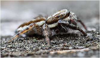 Pseudicius encarpatus