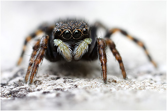 T.  petrensis