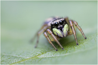 H.  melinus