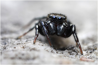 H.  tribulosus