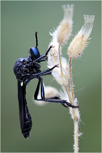 Dioctria atricapilla