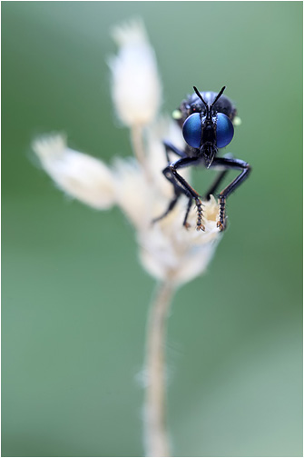 Dioctria atricapilla