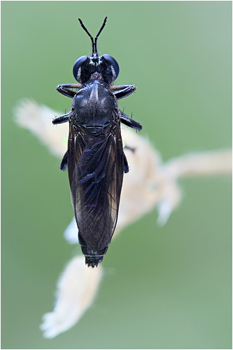 Dioctria atricapilla