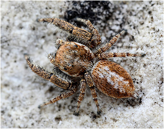 M.  albosignata