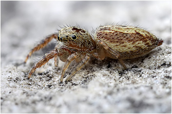 Macaroeris cata