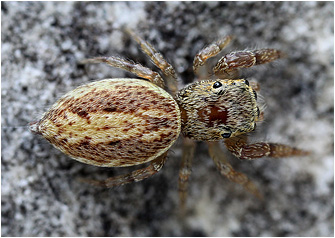 Macaroeris cata
