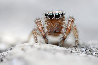 Macaroeris cata