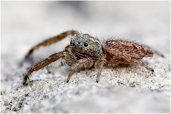 Macaroeris cata