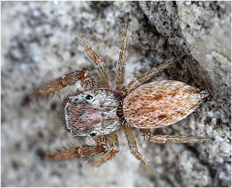 Macaroeris cata
