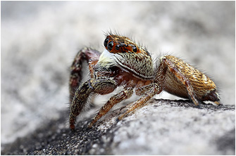 Macaroeris diligens