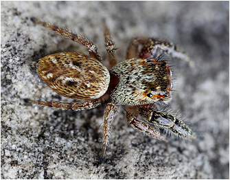 Macaroeris diligens