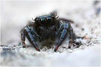 Macaroeris diligens
