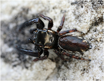 Macaroeris diligens