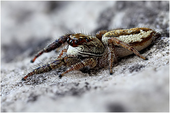 Macaroeris diligens