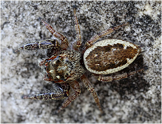 Macaroeris diligens