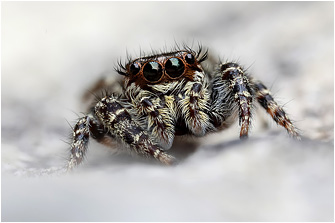 2016_Macaroeris/Macaroeris_granti2016_71a