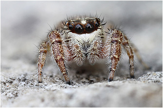 2016_Macaroeris/Macaroeris_huberi2016_82a