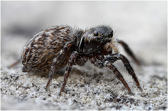 Euophrys gambosa