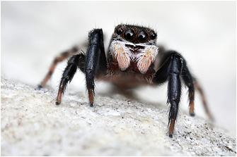 Euophrys gambosa