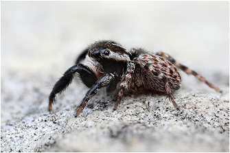 Euophrys gambosa