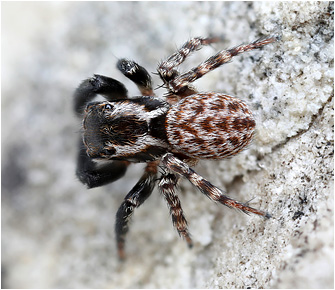 Euophrys gambosa