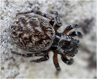 Euophrys gambosa