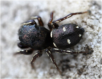 H.  agricoloides