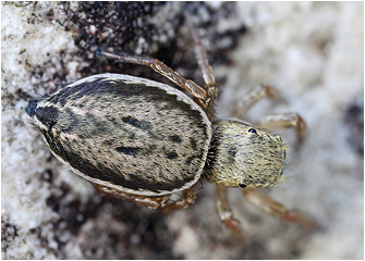 H.  canariensis