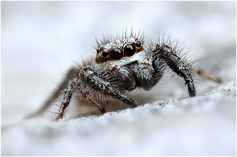 P.  vankeeri