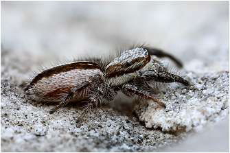 P.  vankeeri