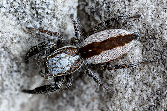 P.  vankeeri