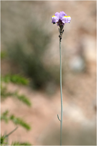 Linaria clementei