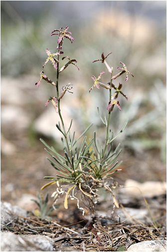 Matthiola fruticulosa