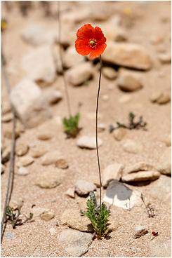 Papaver dubium