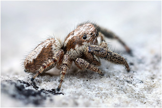 Macaroeris albosignata