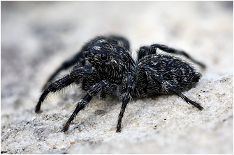 Macaroeris litoralis