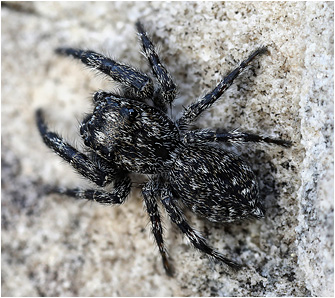 Macaroeris litoralis